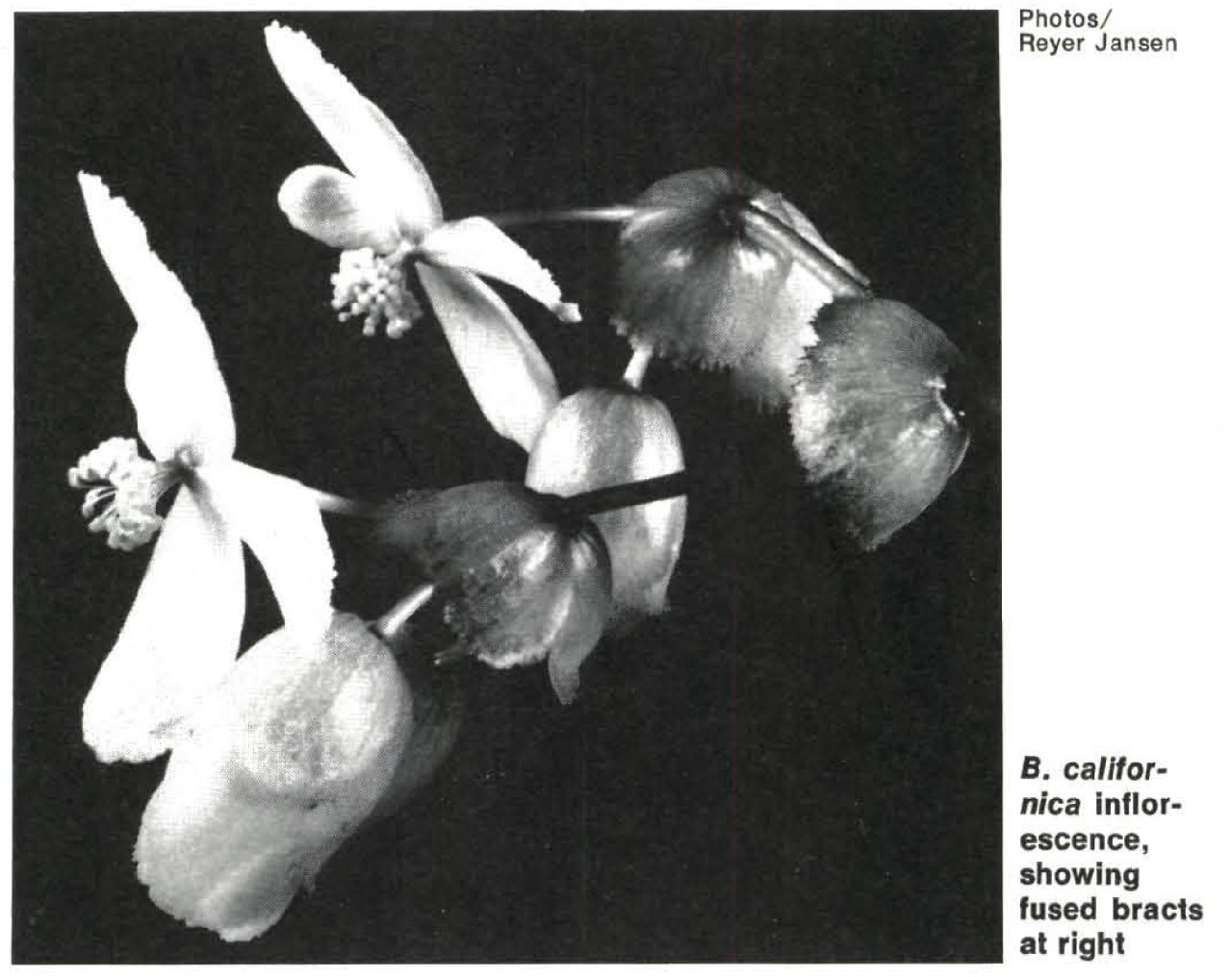 B. californica
